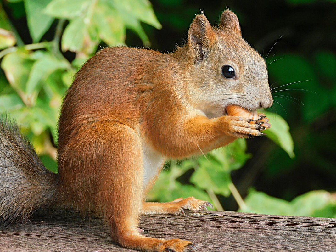 Белка - Лина Белка - Лина