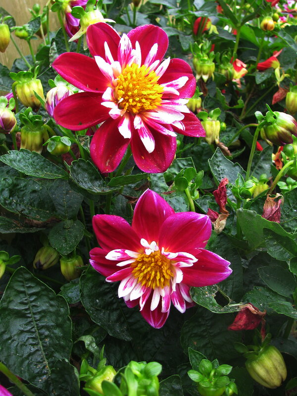 Красавицы - Людмила Смородинская