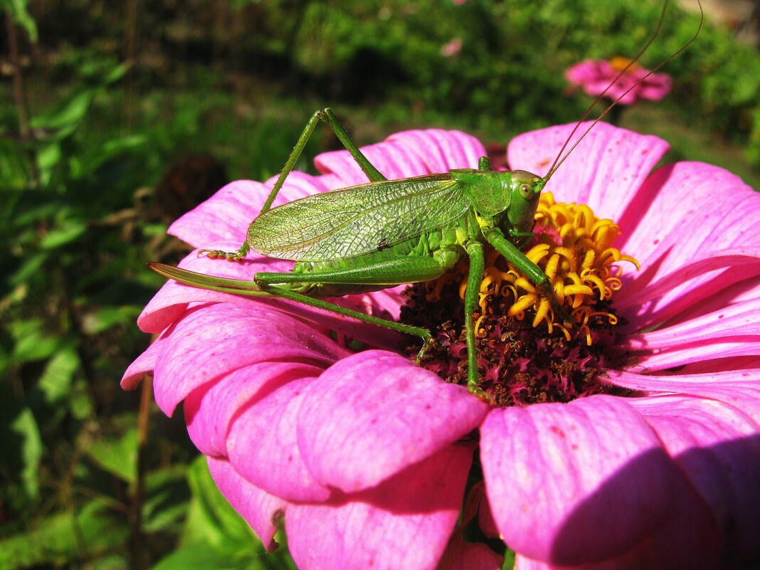 Любитель красоты - Людмила Смородинская