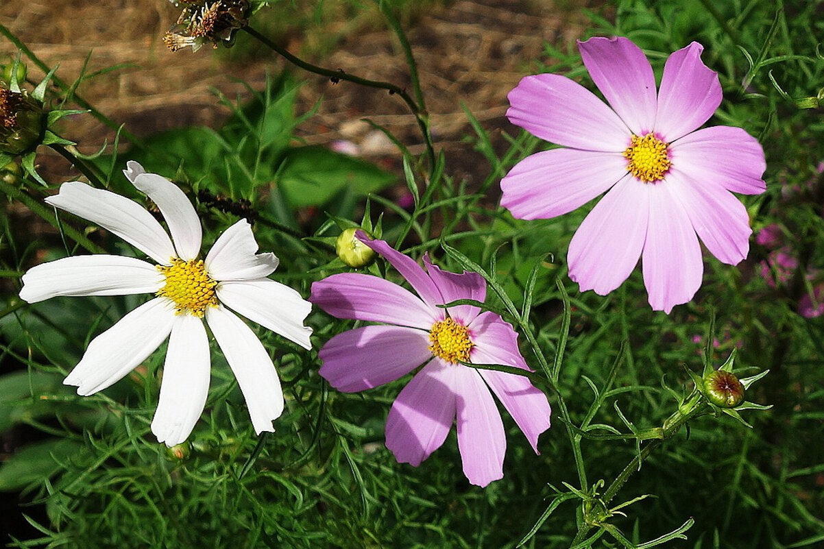 Космея - Рита Симонова