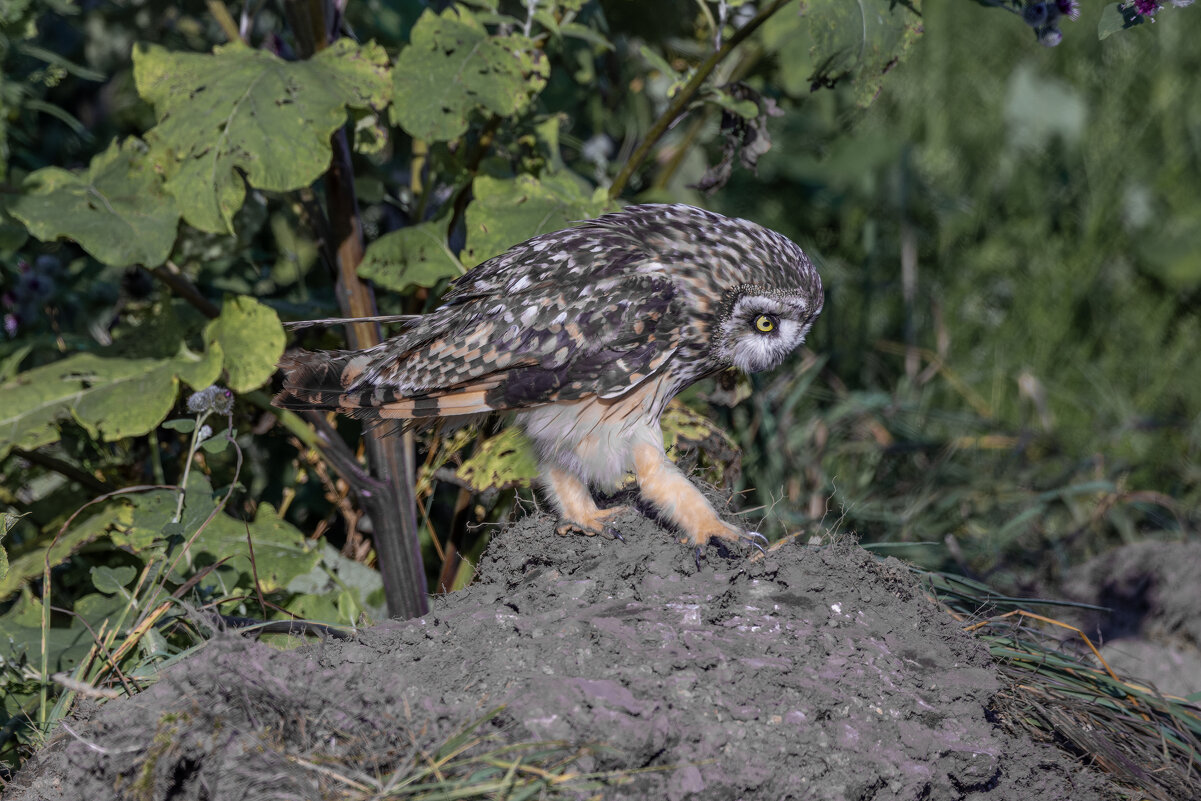 сова болотная - юрий макаров