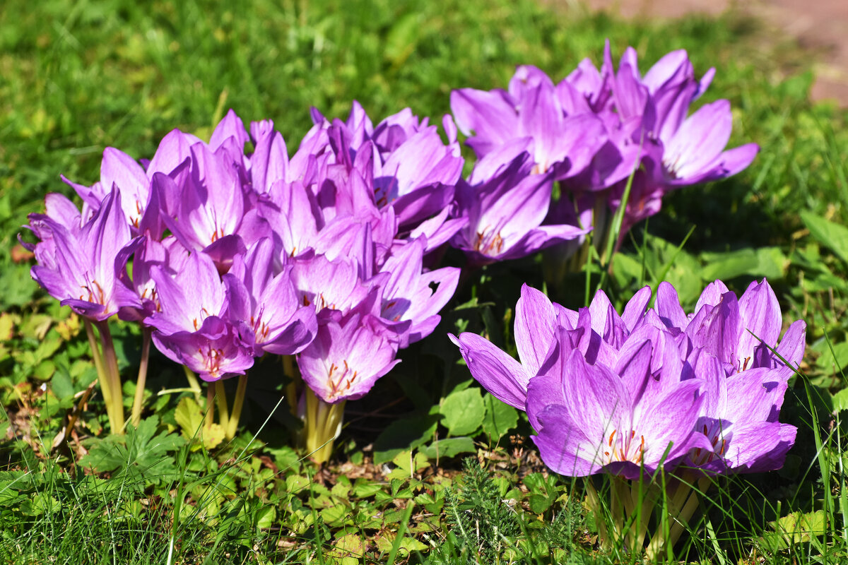 Москва. Сентябрь в Ботаническом... - Наташа *****