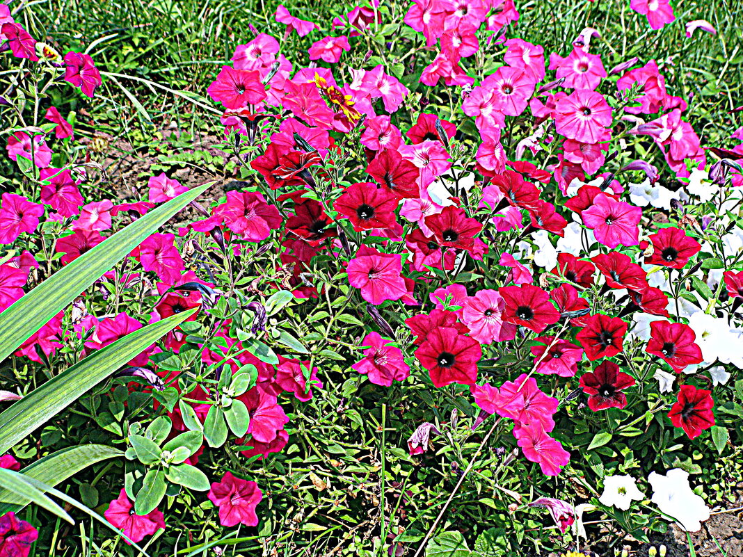 Цветы. - Владимир Драгунский