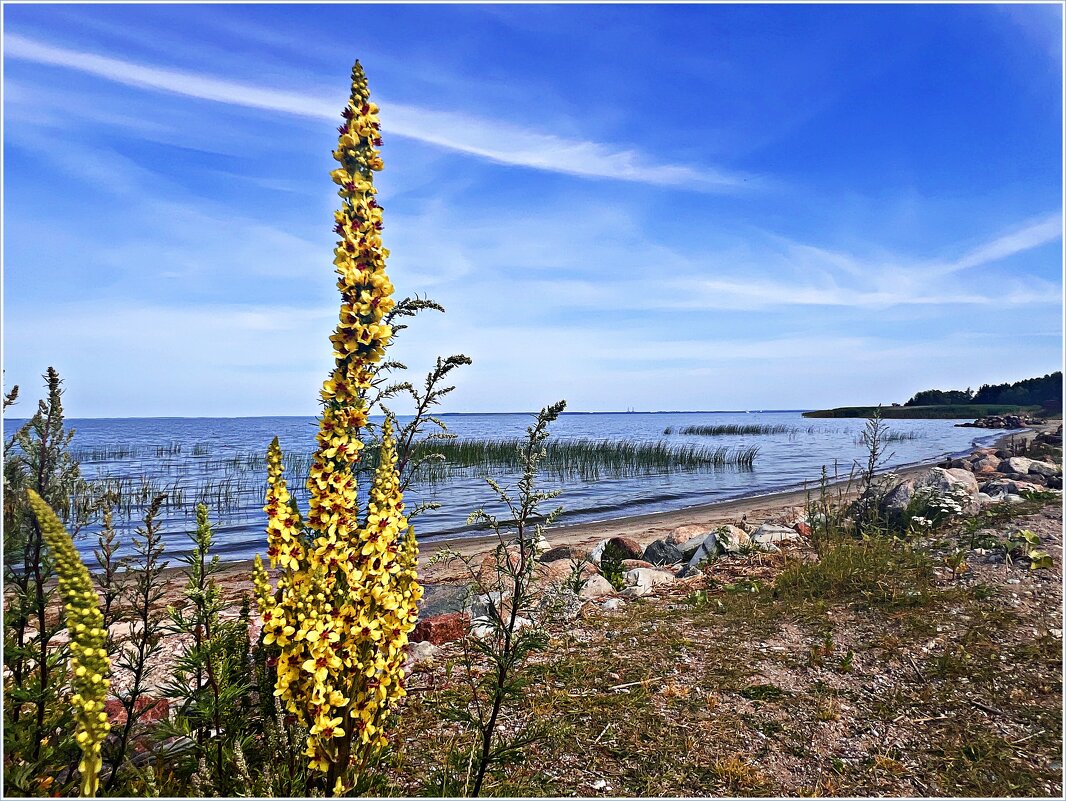 Коровяк на берегу залива. - Валерия Комова