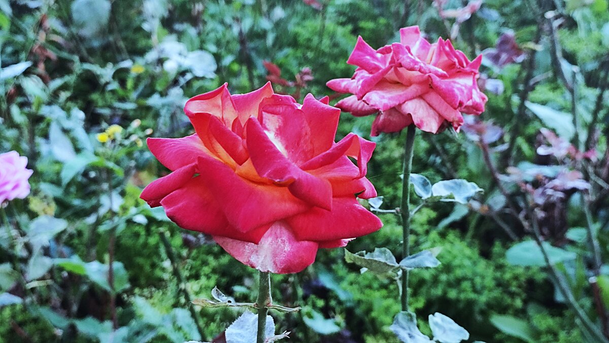 ,,, - Сергей Тимоновский