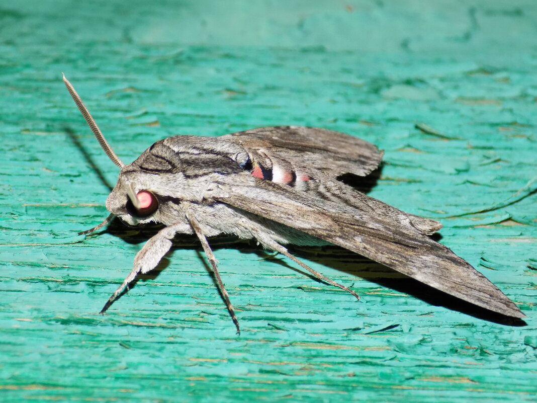 Вьюнковый бражник - Константин Штарк