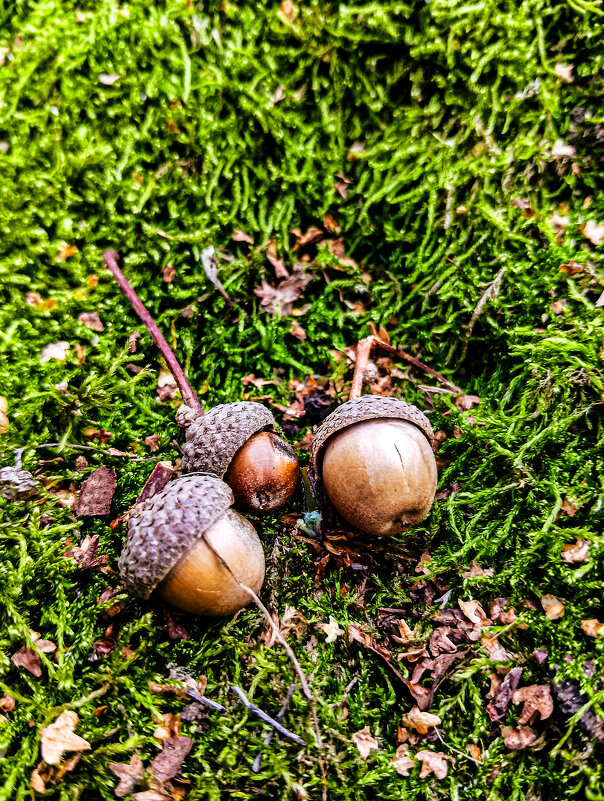 Жёлуди на мхе - Дмитрий Курский 