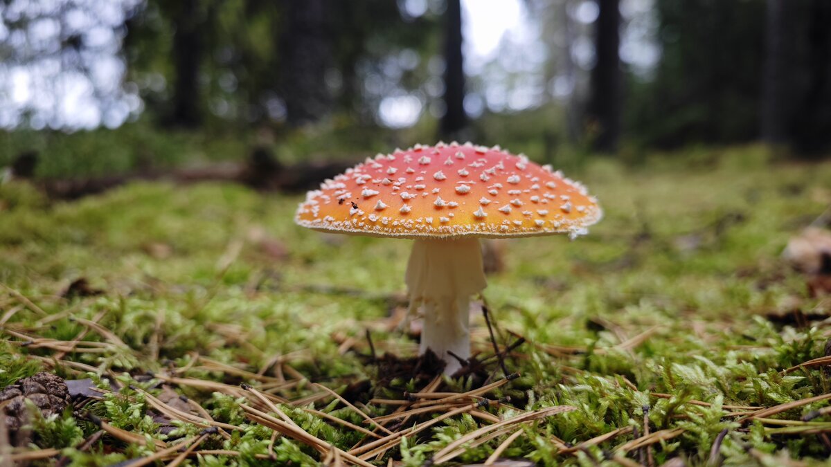 Красавчик! - Станислав Мутовин