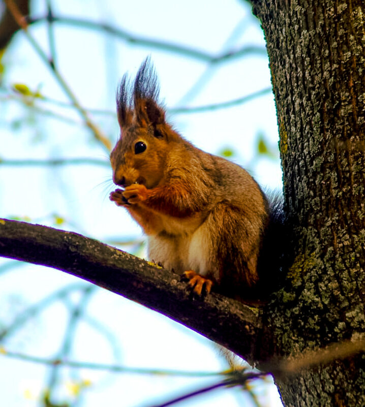 Белочка - Дмитрий Курский 