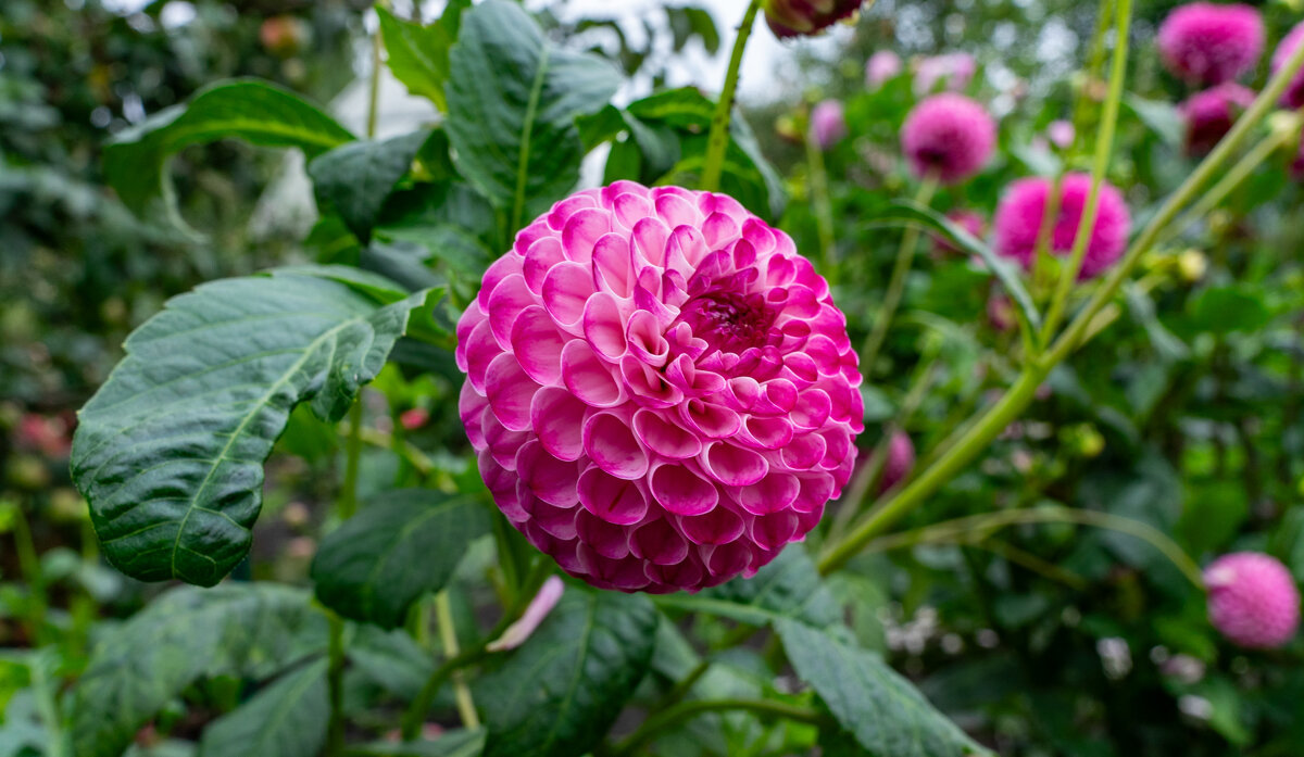 Георгины - Владимир Иванович