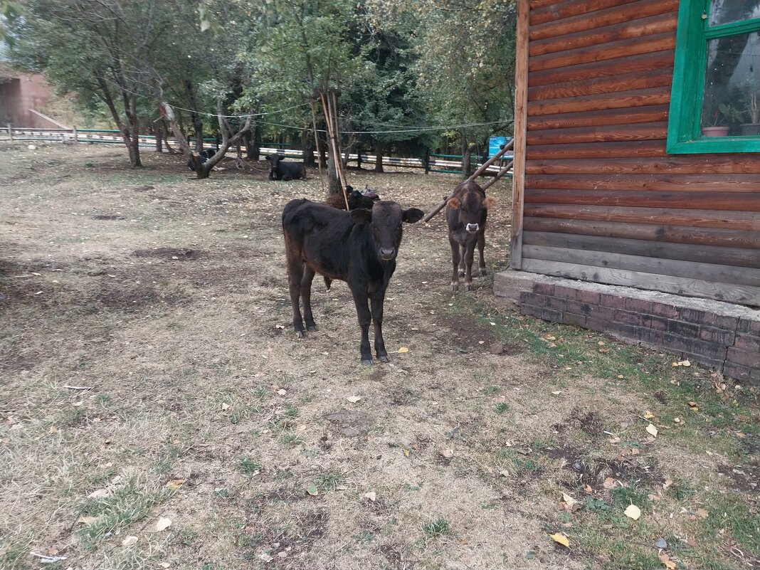 Talgar. - Murat Bukaev 