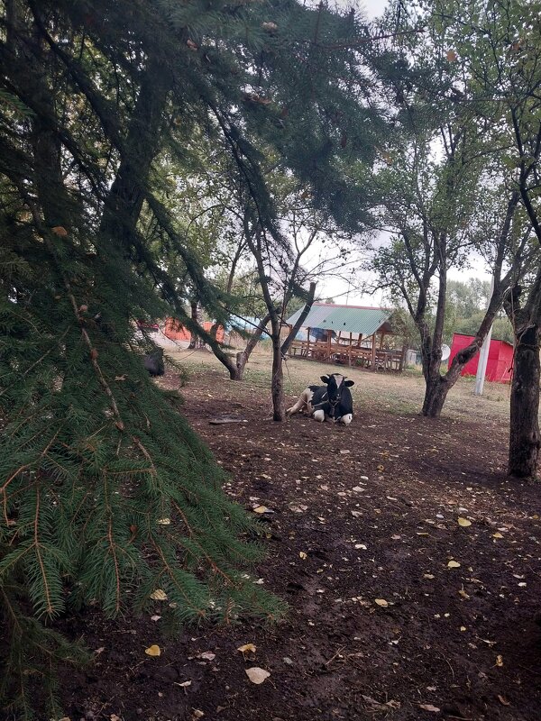 Talgar. - Murat Bukaev 