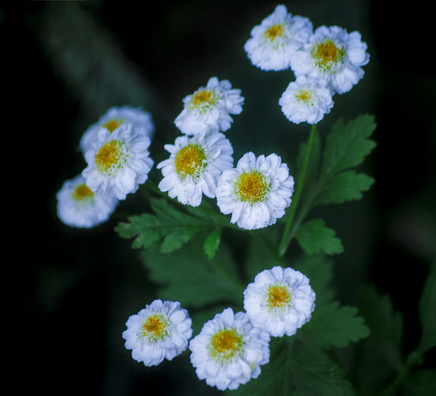 Мои ЦВЕТЫ - Владимир Максимов