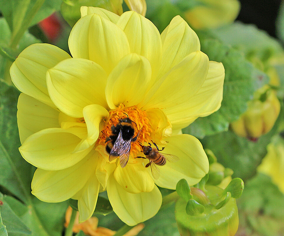 Конкуренты - Светлана 