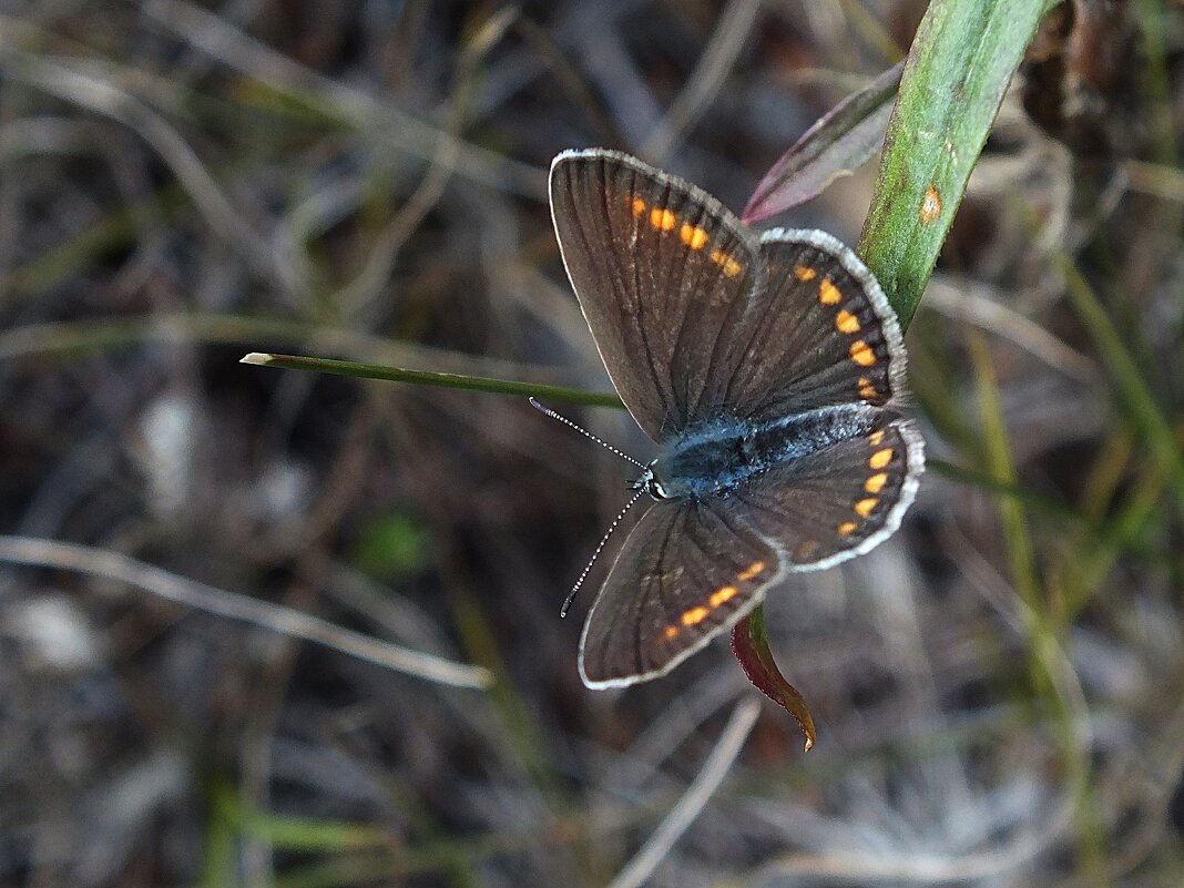 ** - Зоя Мишина ** - Зоя Мишина