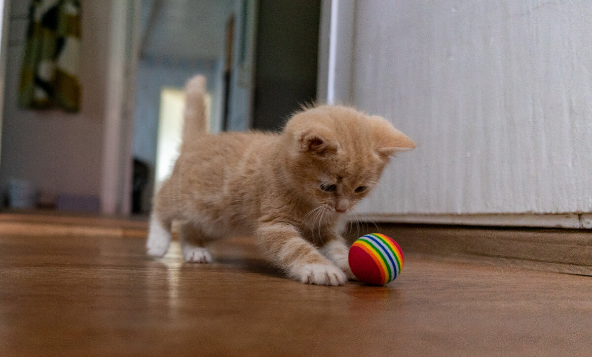 Любимая игрушка - Владимир Иванович