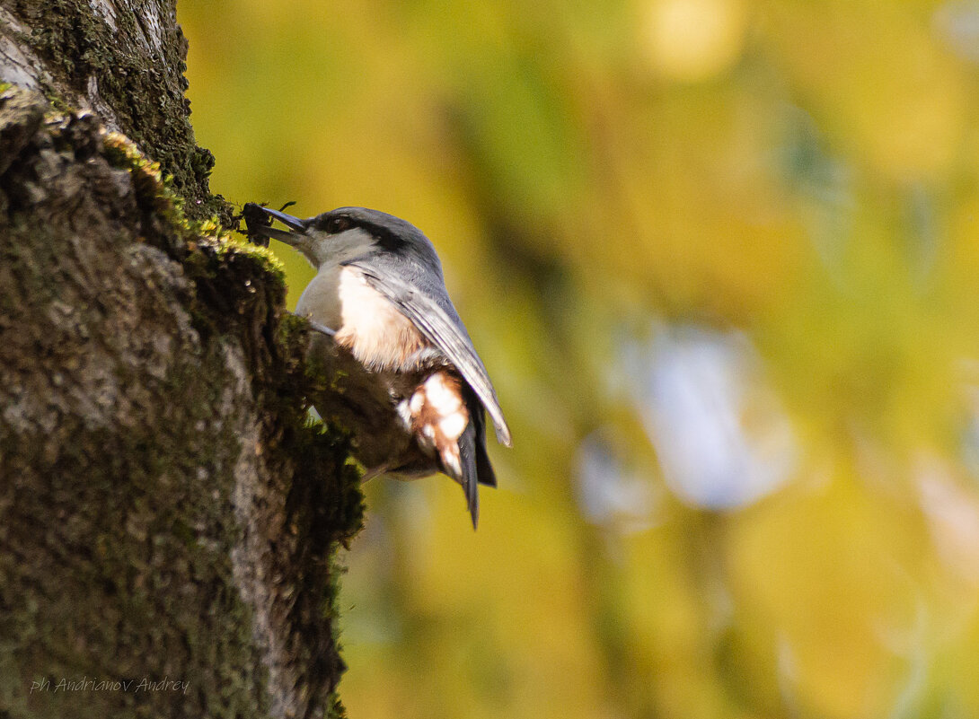 Поползень. - Андрей Андрианов
