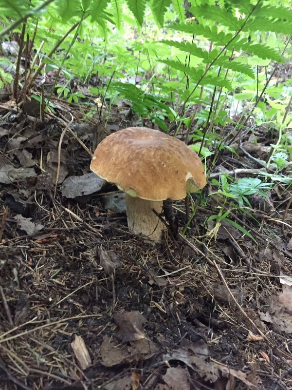 Он ждёт тебя - Ольга Лебедева (Беловласова)