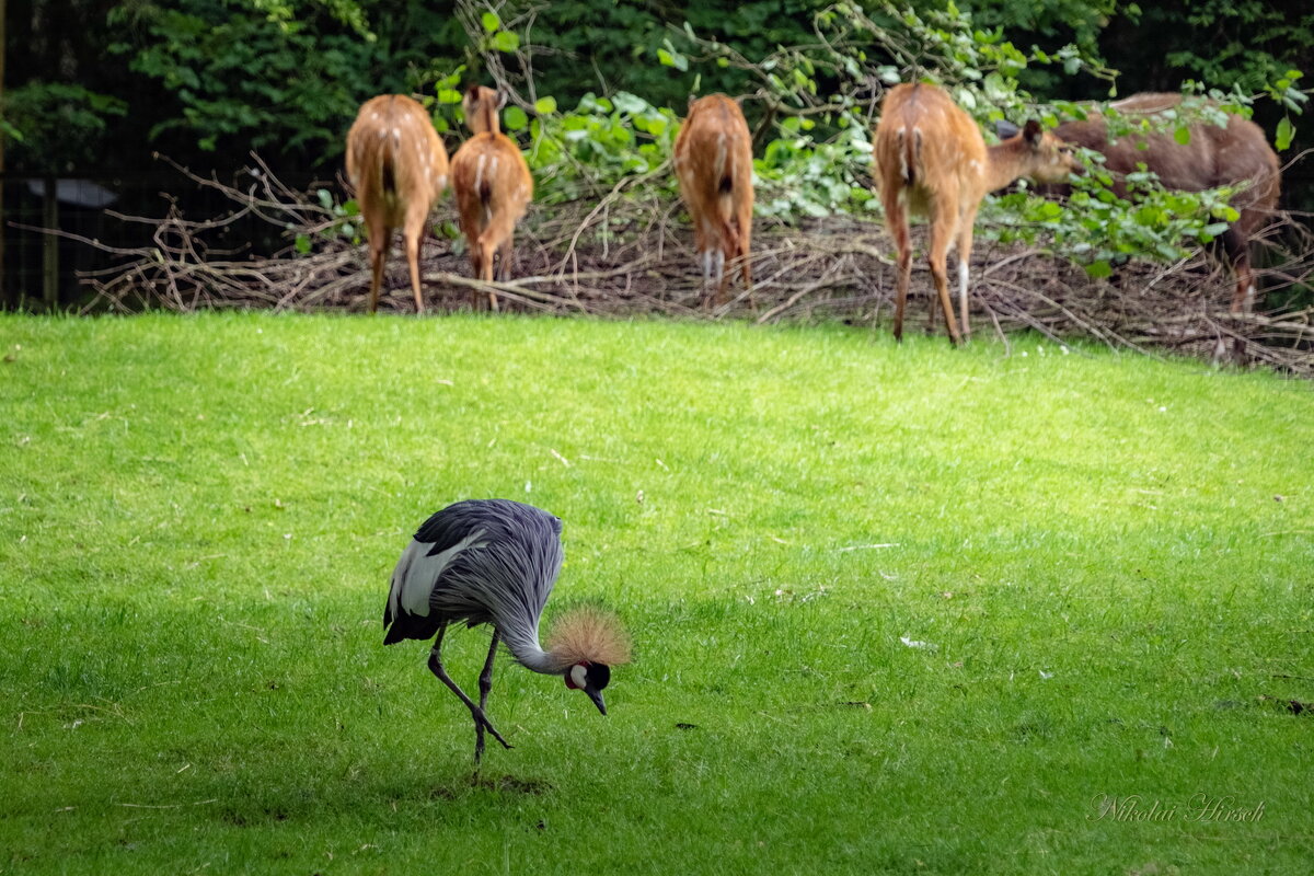 Тут интереснее... - Николай Гирш Тут интереснее... - Николай Гирш