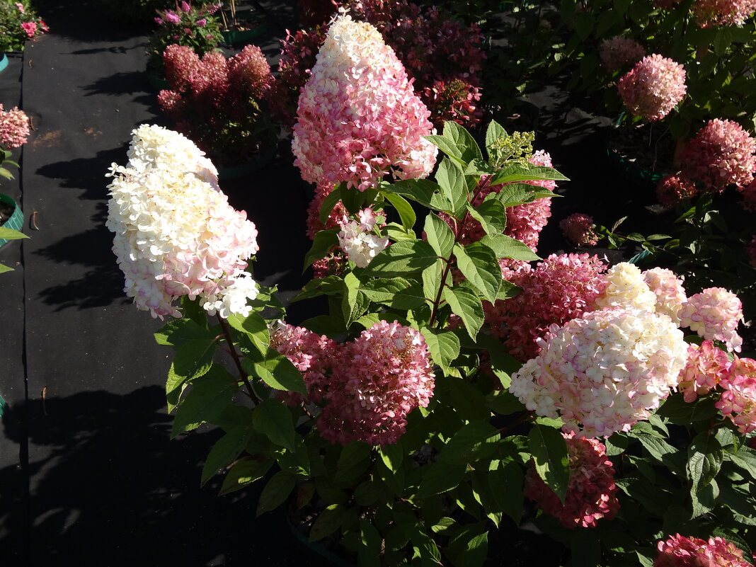 ГОРТЕНЗИЯ - СЕРГЕЙ ФИЛОЧКИН