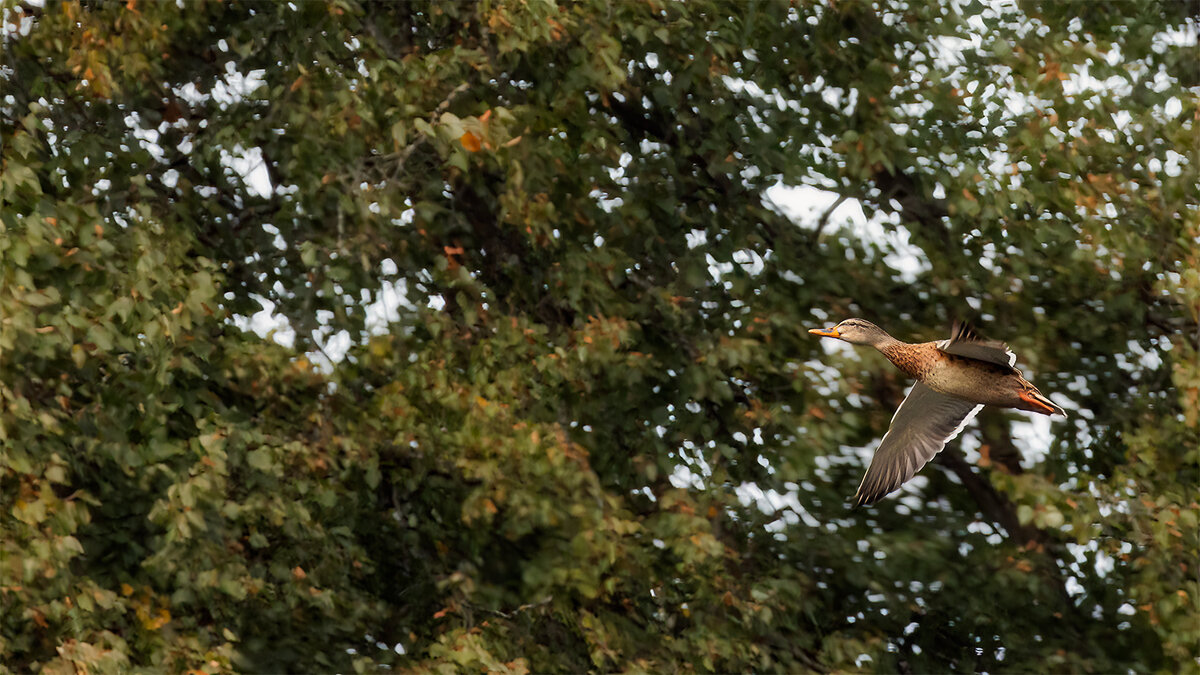 подготовка к перелёту - Michel подготовка к перелёту - Michel