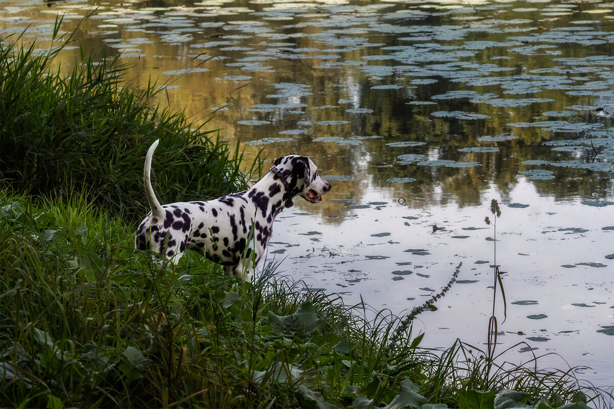 что-то интересное... - Michel 