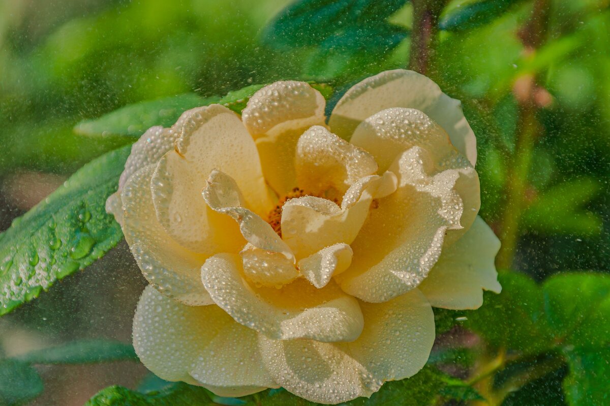 Дачная Красота - Александр Филатов