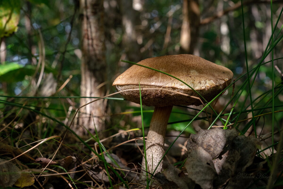 Под берёзой подберёзовик... - Николай Гирш