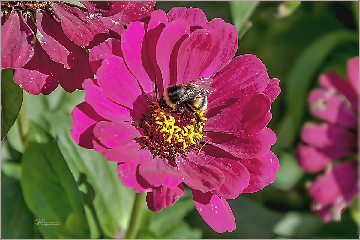 Бабье лето - Aquarius - Сергей