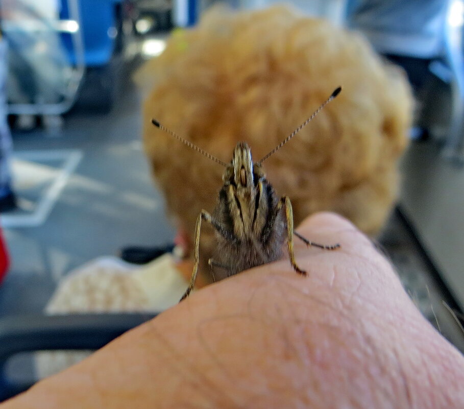 Адмирал едет в автобусе - Александр Чеботарь