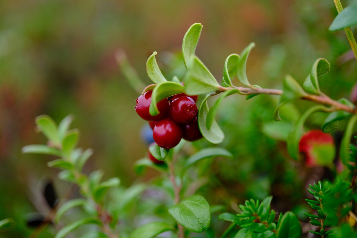 Любимая ягодка - Андрей Зайцев