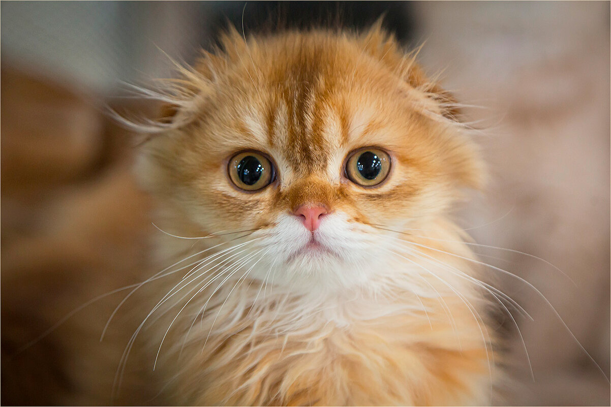 маленький совенок.. - Ирина С