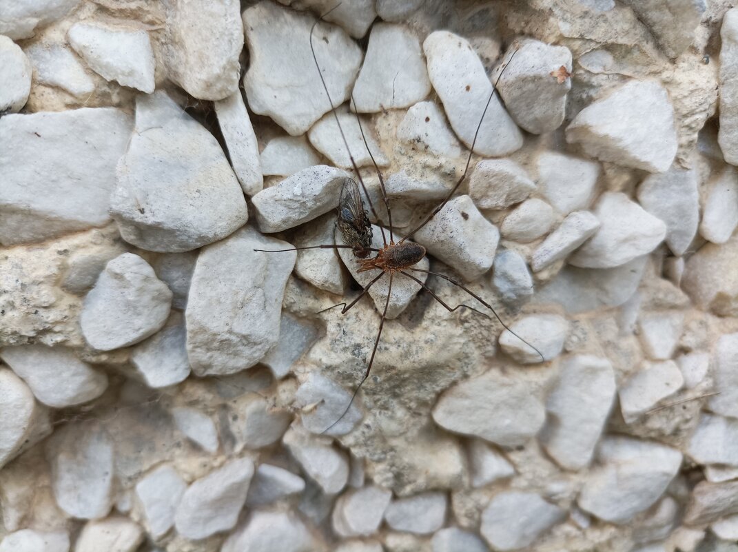 Сенокосец за трапезой - Veera V Сенокосец за трапезой - Veera V