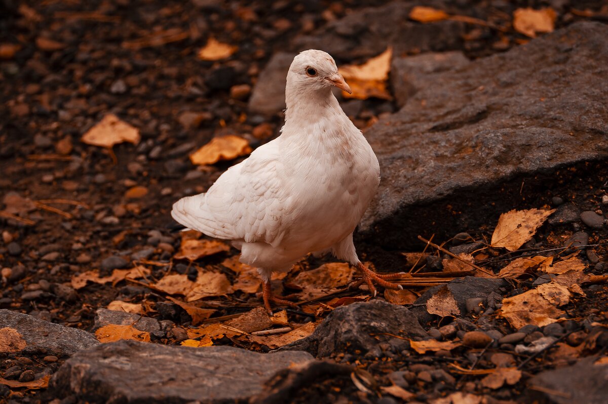 Птица голубь белая. - Вадим Басов Птица голубь белая. - Вадим Басов