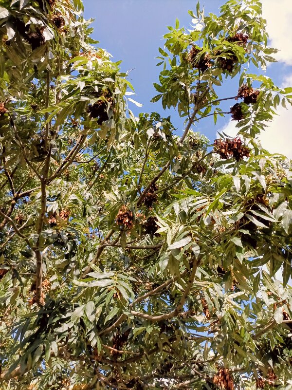 Я спросил у ясеня... - Veera V Я спросил у ясеня... - Veera V