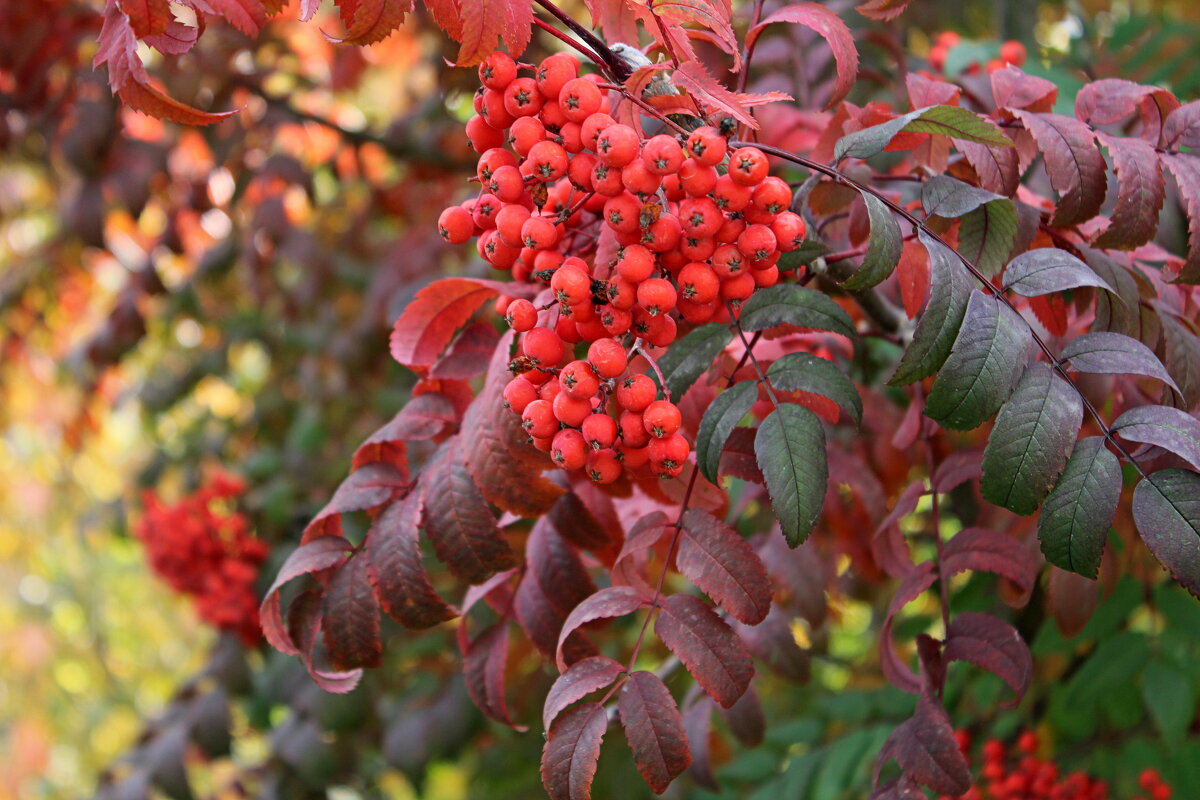Рябинушка осенняя - Татьяна Лютаева