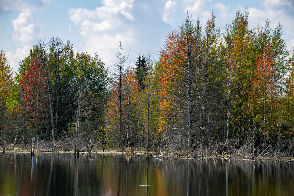 - - Владимир Мигонькин