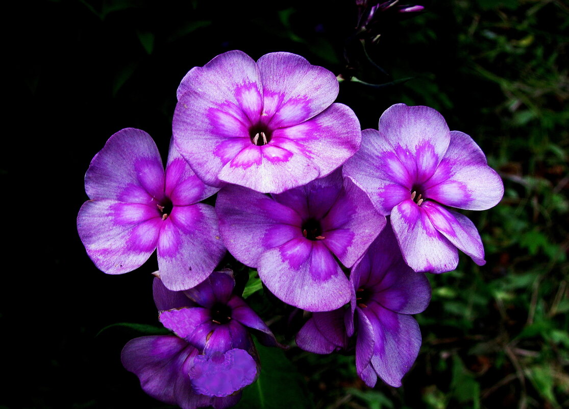 Нежная красота - Людмила Смородинская