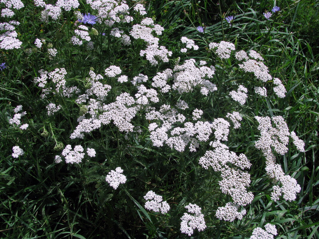 Цветы. - Владимир Драгунский Цветы. - Владимир Драгунский