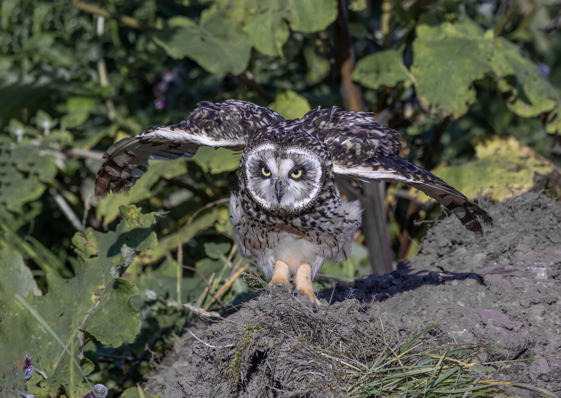 сова болотная - юрий макаров