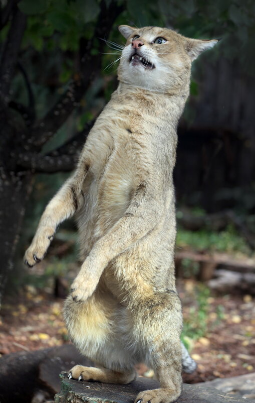 камышовый - Михаил Бибичков