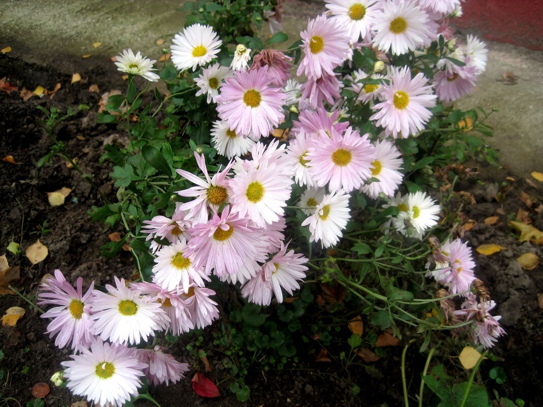 Осенние цветы - Елена Семигина