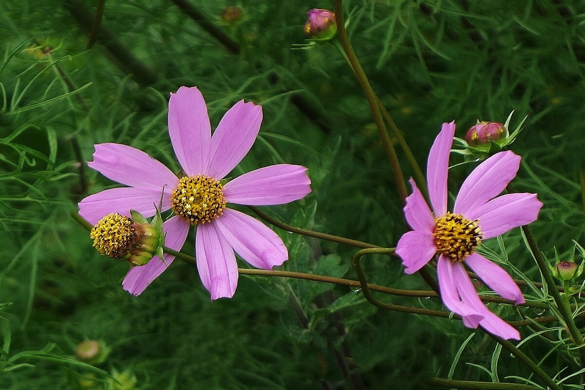 Космея - Рита Симонова