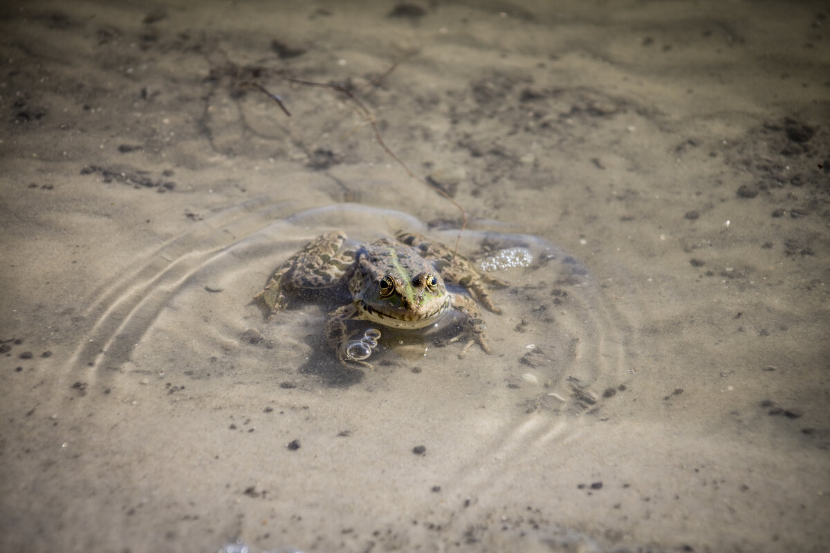 Принц - Тамара Федорова