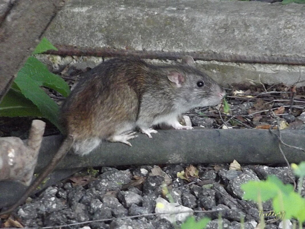 Незваный гость... - Freddy 97