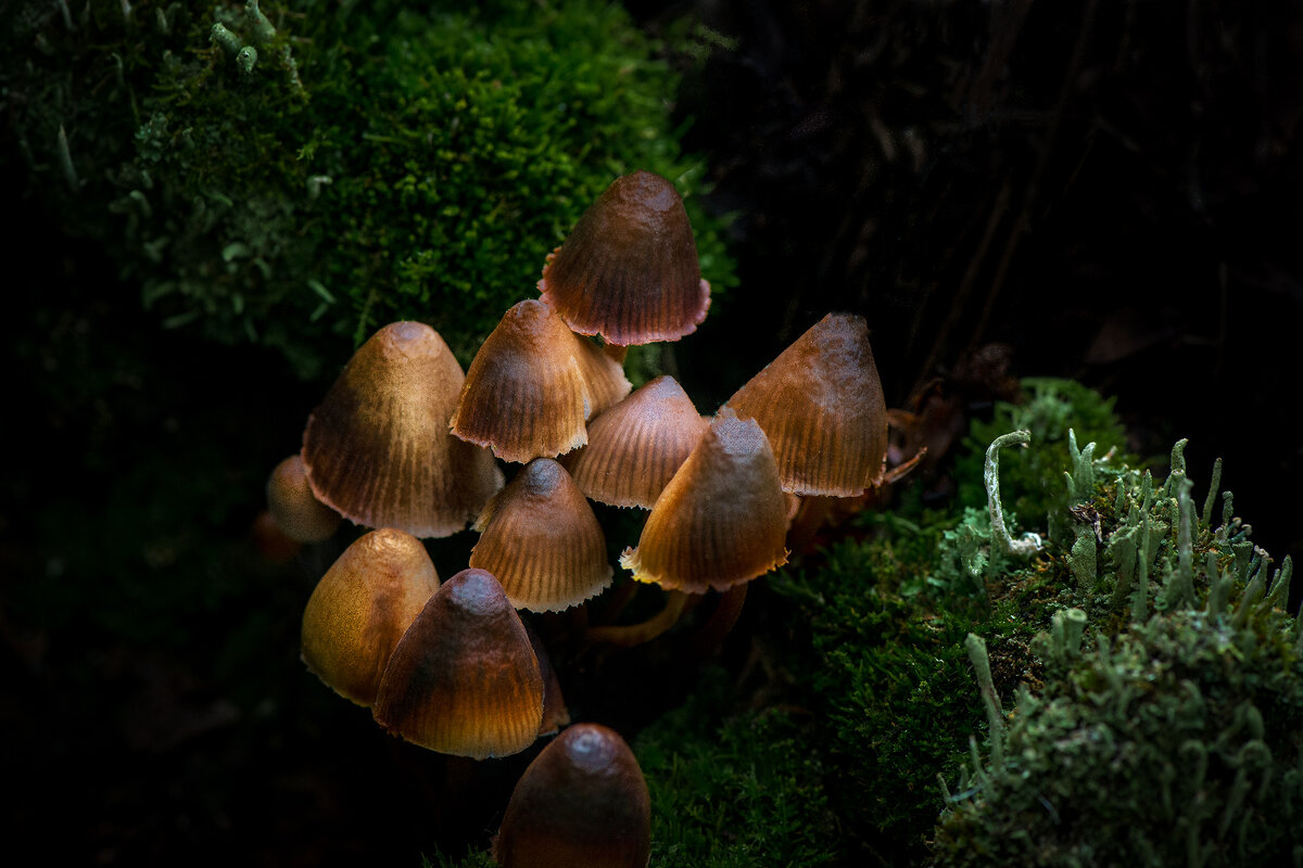 Про грибы... - Влад Никишин