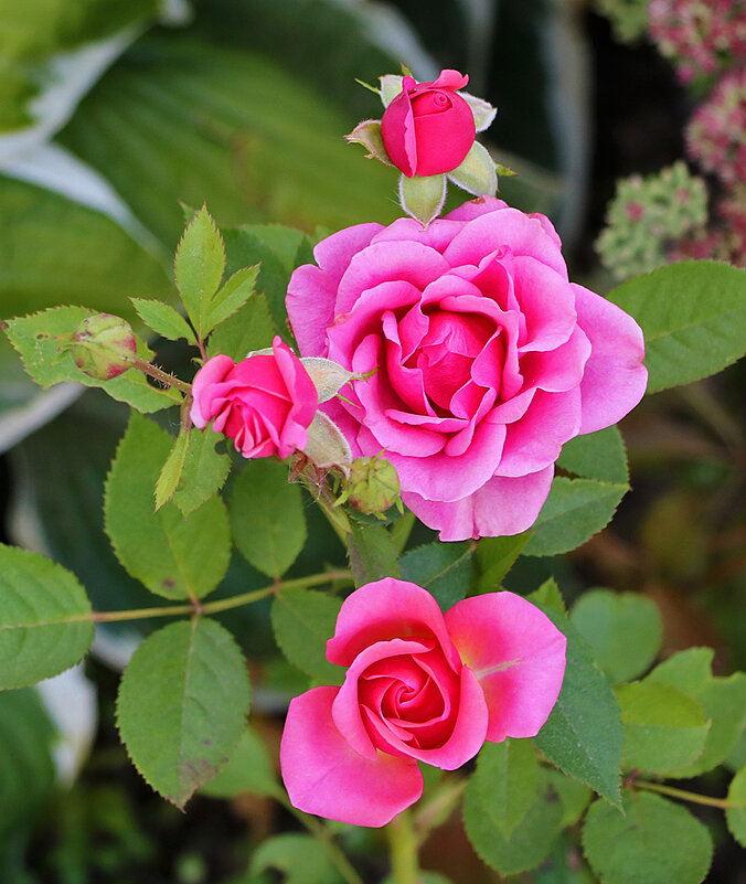 Сентябрьские розочки - Светлана 