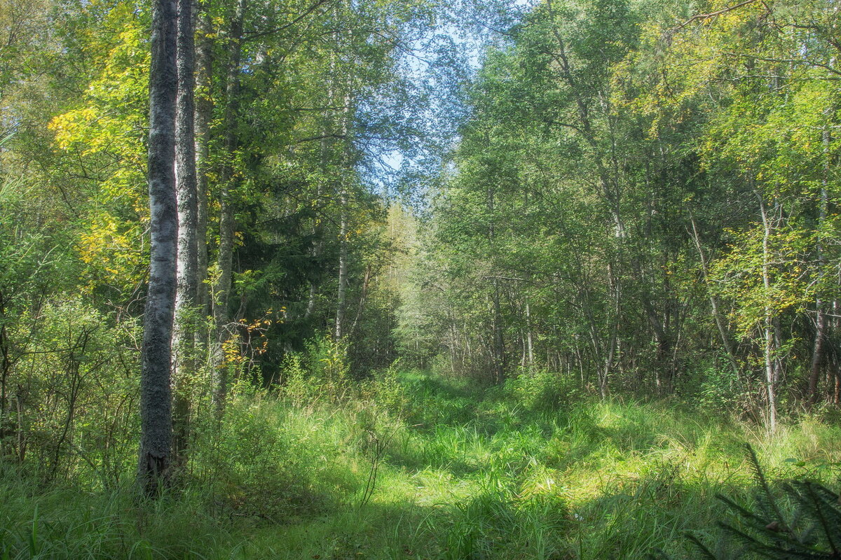 *** - Сергей  Могутов 