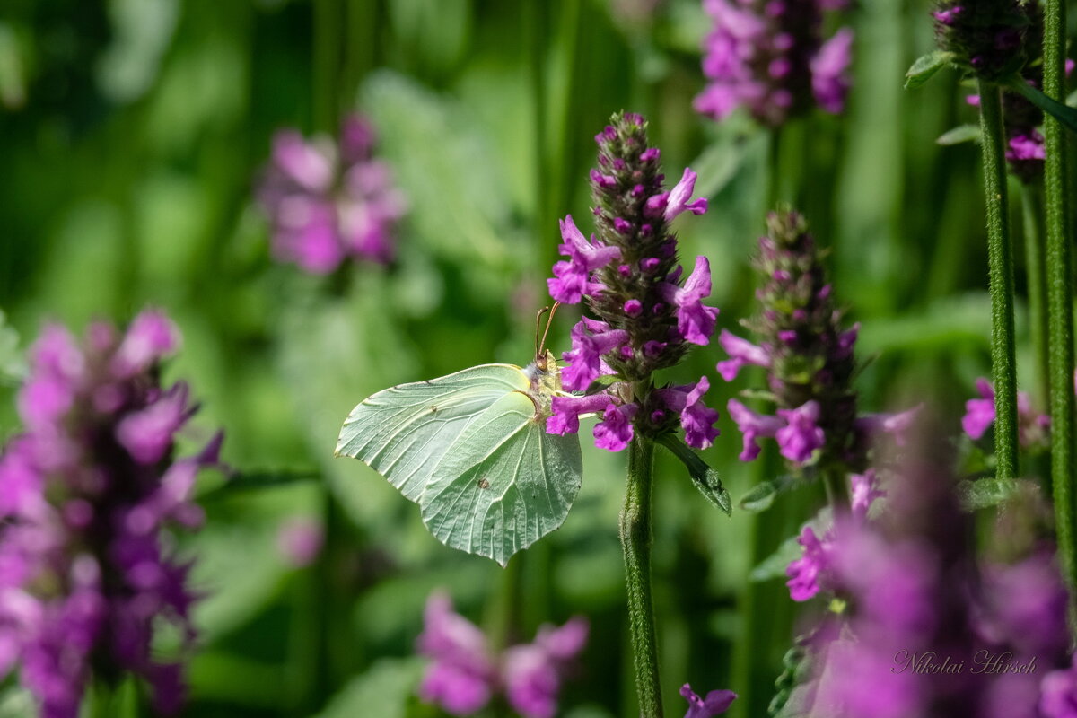 Упиваясь нектаром... - Николай Гирш