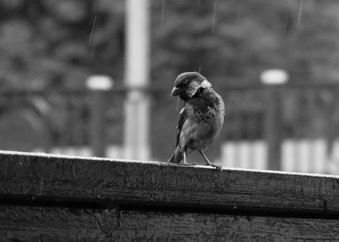 Под дождем. - Андрей Андрианов